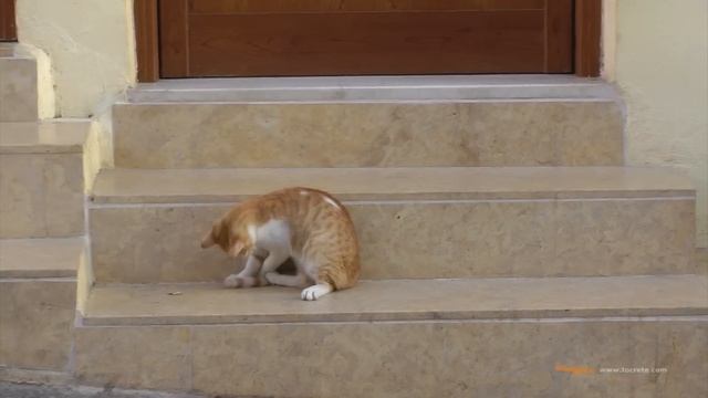 Прикольный кот в Ханье (Крит) Lucky cat in Chania Crete