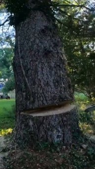 Adam on the saw cutting a pine #treework