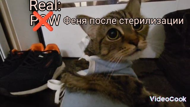 POV❌
Real:Феня после стерилизации: