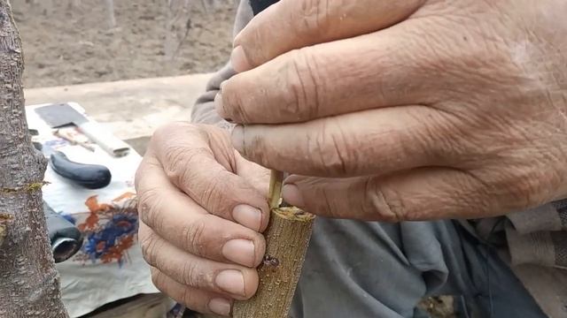 Шафтоли пайванд. Прививка персика.Peach grafting.