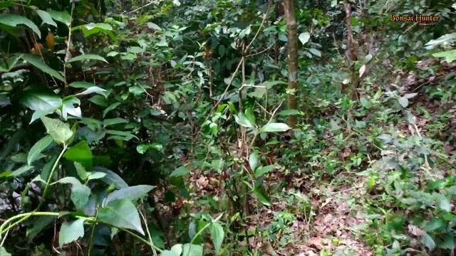 Tanaman VIRAL paling di cari dan diminati di taun 2020
