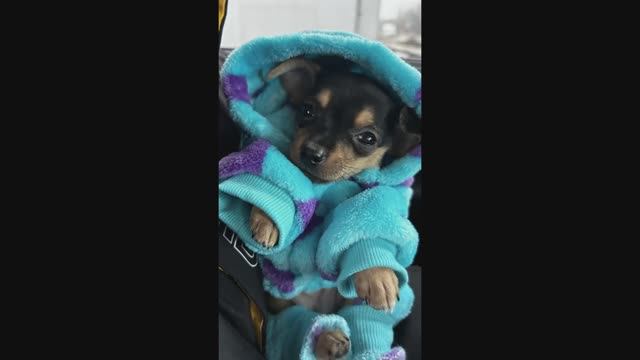 Милашки с Маркетплейса 16 / Cuties from the Marketplace 16