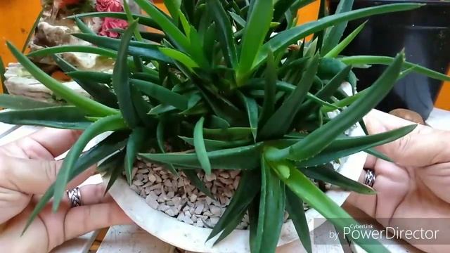 MINUTO RÁPIDO, aniversário de 2 anos da minha Aloe Black Gem...