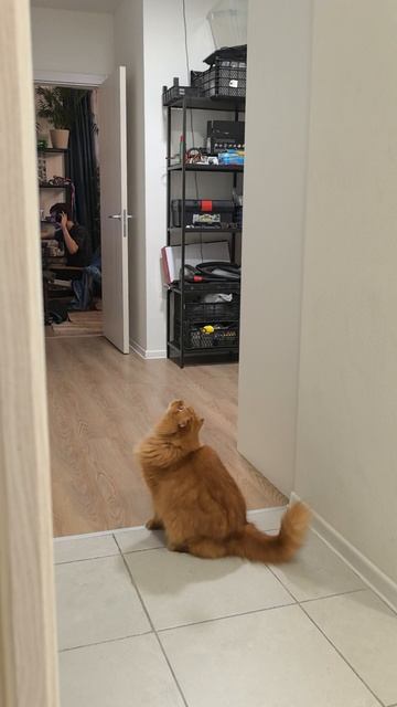 Котян Сутоевич