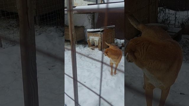 Утренний обход вольеров)