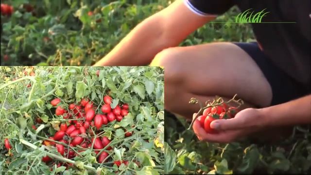 Суперранній томат Брiсколiно F1  Вирощування та реалізація