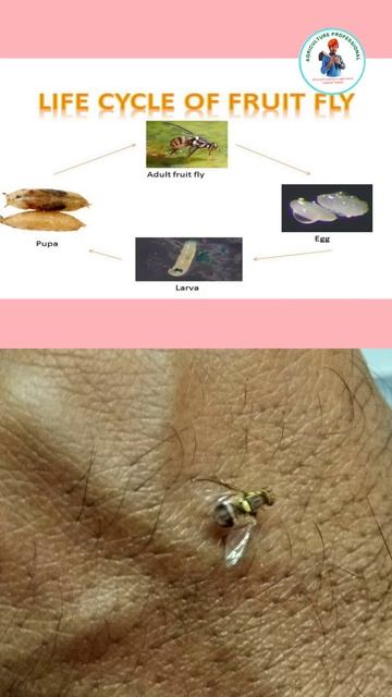 बेर में फल मक्खी की रोकथाम/ Ber Fruit Fly #shorts #farming #agriculture