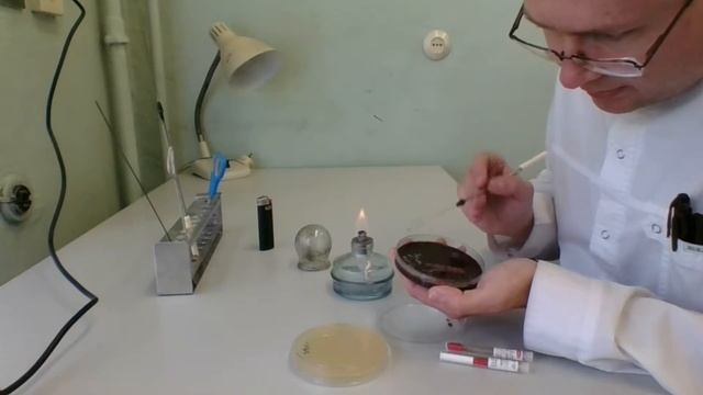 Нанесение культуры микроорганизмов без суспензии по McF