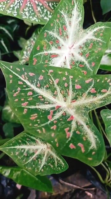 Keladi Termurah Bercak Darah Caladium #shorts #tanamanhias #keladi #caladium