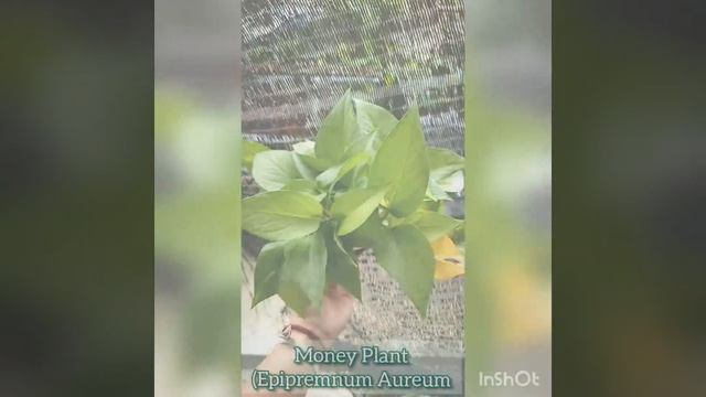 Golden Pothos Money Plant (Epipremnum Aureum/绿萝/万年青)