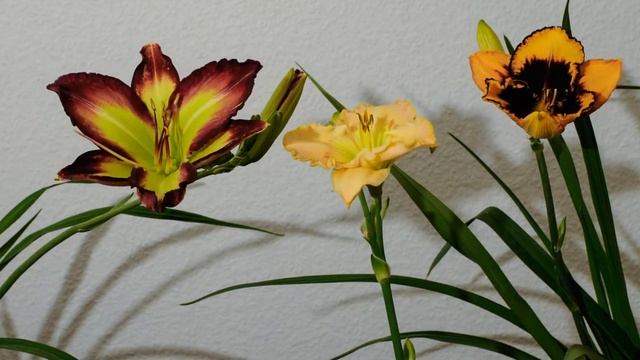 Zeitraffer " Time-lapse" Hemerocallis, Daylily, Taglilie