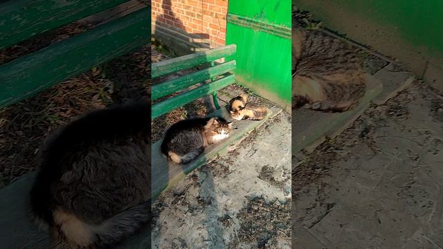Маленькие родственники тигров