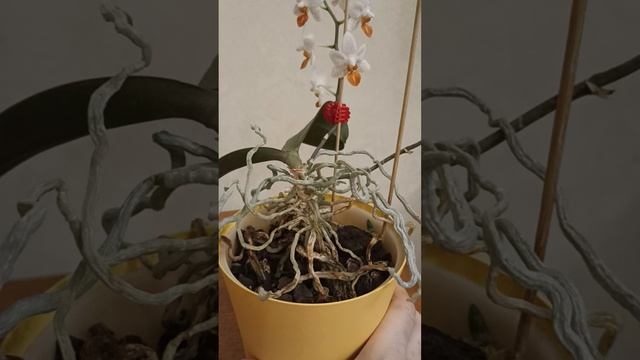 Фаленопсис Мини Марк
