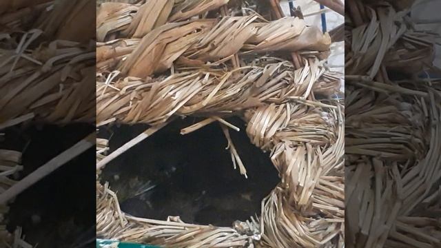 Птенецы Амадина.mp4