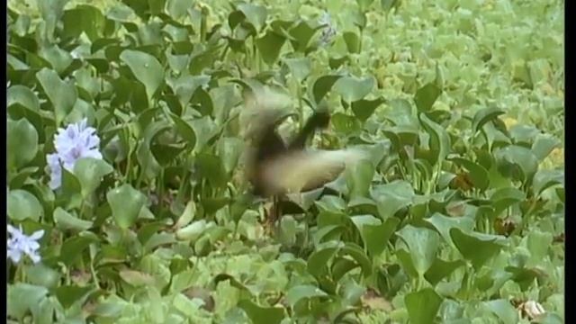Lily-Trotters Mating Rituals | Attenborough | Trials of Life | BBC Earth