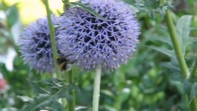Echinops