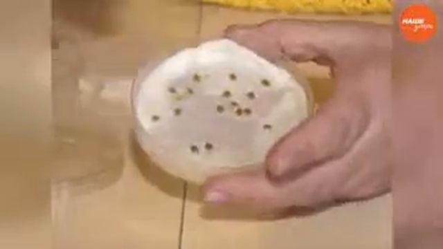 Светлана Мартынова - как отобрать семена