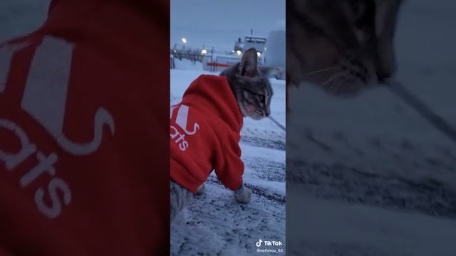 Download - 2025-02-18T020204.498