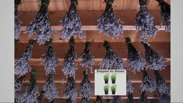 Roberta's 4-pc. Fat Budded & Bushy Grosso Lavender Collection with Stacey Stauffer