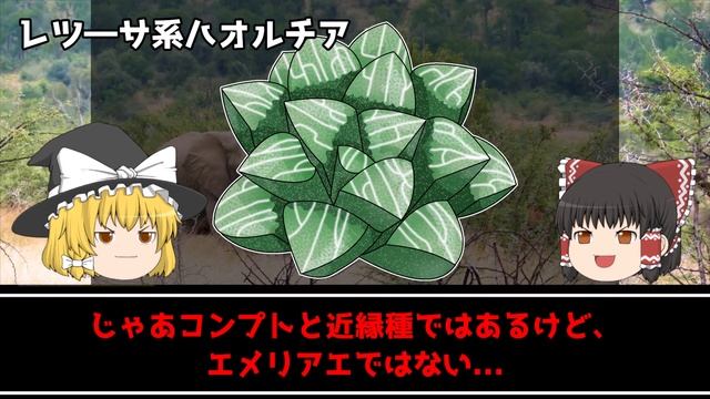 【ゆっくり解説】ハオルチア基礎講座【多肉植物品種紹介】