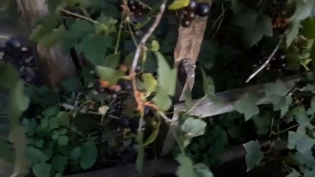 как у меня растет табак. перевалка