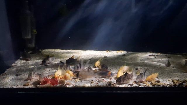Corydoras Feeding Time