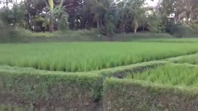 Grab Your Dream entry- Love from Bali