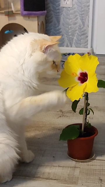 Кот Стёпа хочет научить цветочек драться