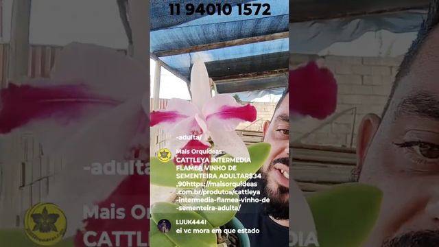 Conheça a Orquídea Cattleya Intermedia Flamea Vinho!!