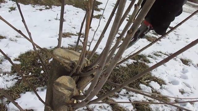 Незвична обрізка незвичної шовковиці