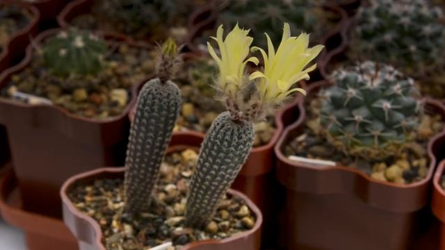 Frailea chiquitana flowering