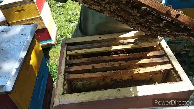 Як спрацювали бджілки на акації