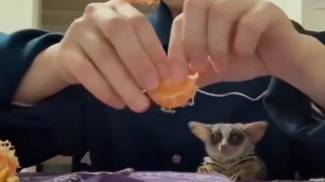 Лемур и мандарин