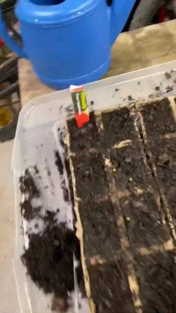 Getting tomato seeds started for 2022!