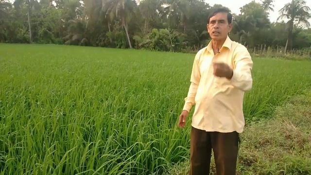 বোরো ধানের শেষ চাপান সার ও পরিচর্যা || caring of boro paddy