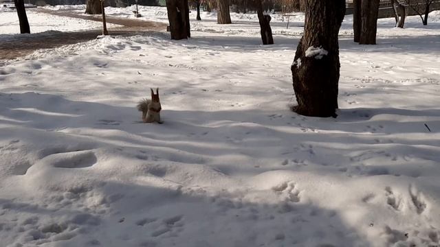 Встреча с белками! Сосны, ели и пушистые хвостики! София и Султан погуляли в парке!