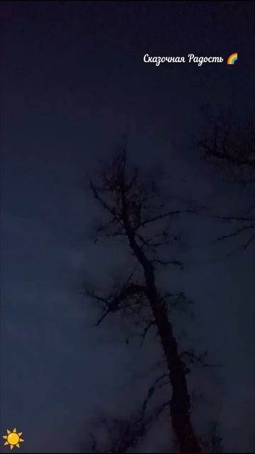 Ночью ✨ в лесу красота !