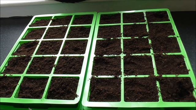 Planting Onion Sets Indoors - Allotment Grow How