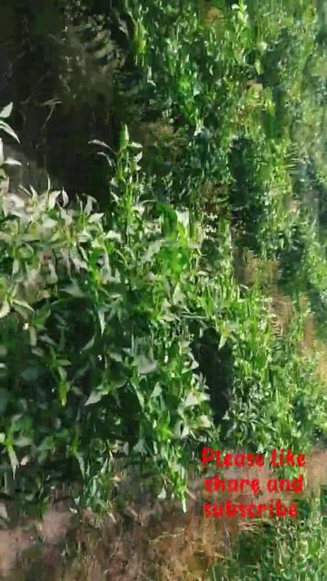 chilli plant starting paint 😅😂# short viodio 🙏