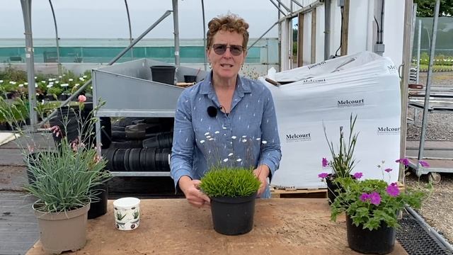 5 More Amazing Small Plants!