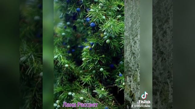 Травы для окуривания