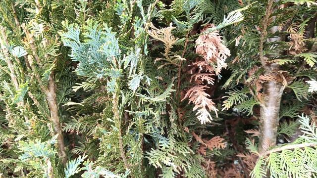 Blaue Scheinzypresse - Hecke hat braune Stellen (Ursachen + Lösung)