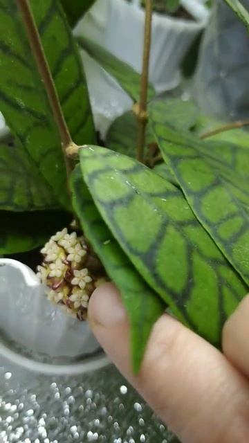💛💙 H. Callistophylla sp. Kalimantan 💚🌿