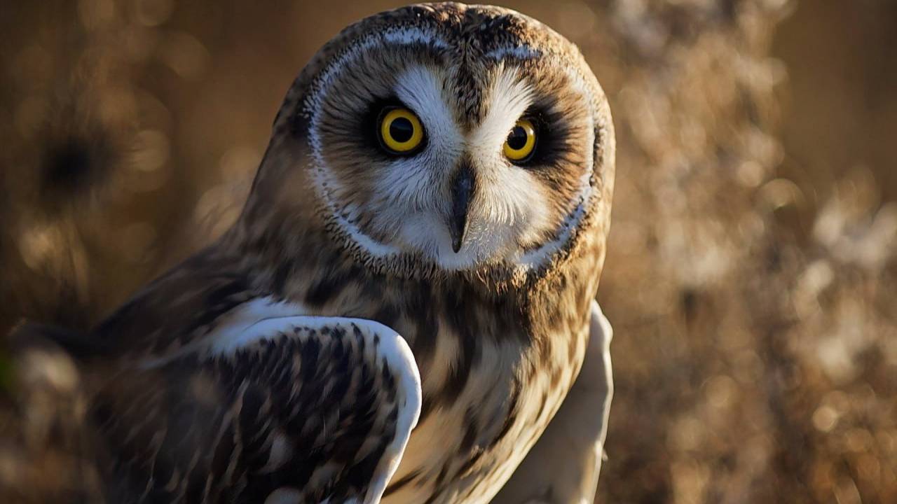 Для чего птицы поют? Дикий дикий мир с Аскаром Валиуллиным