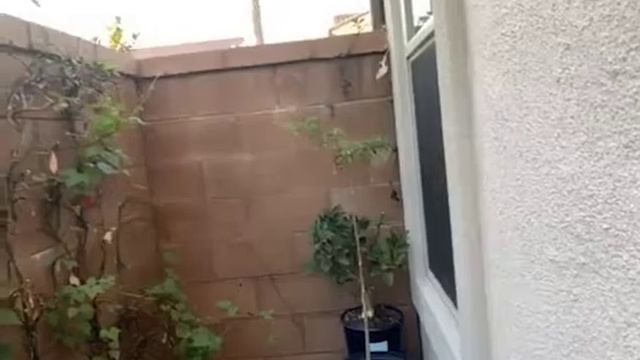How to Make Garden Soil & Use Wall for growing Plants