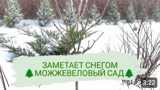 ЗАМЕТАЕТ СНЕГОМ 🌲МОЖЖЕВЕЛОВЫЙ САД🌲. 27.11.2023г. БЕЛАРУСЬ, ГОМЕЛЬСКАЯ ОБЛАСТЬ