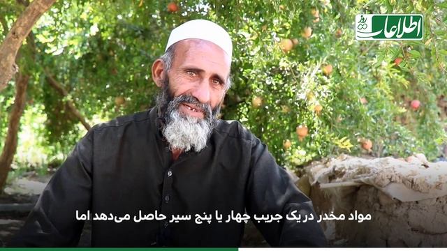 مردی در نادعلی پسته میخنداند