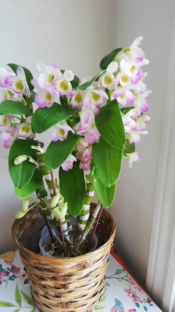 Dendrobium Orchid Blooming #orchidcare #orchidlovers