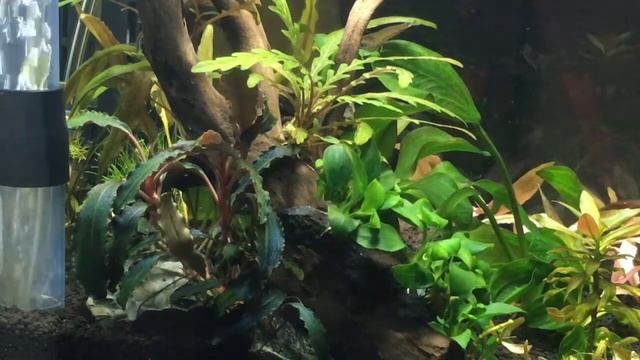 有形草ビビパラ導入 30cmｷｭｰﾌﾞ(aquarium)
