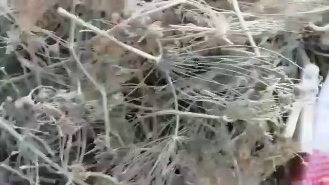 ساحرة النساء عباية الست عباءة السيدة رجل الأسد أسماء عديدة وفوائد كبيرة